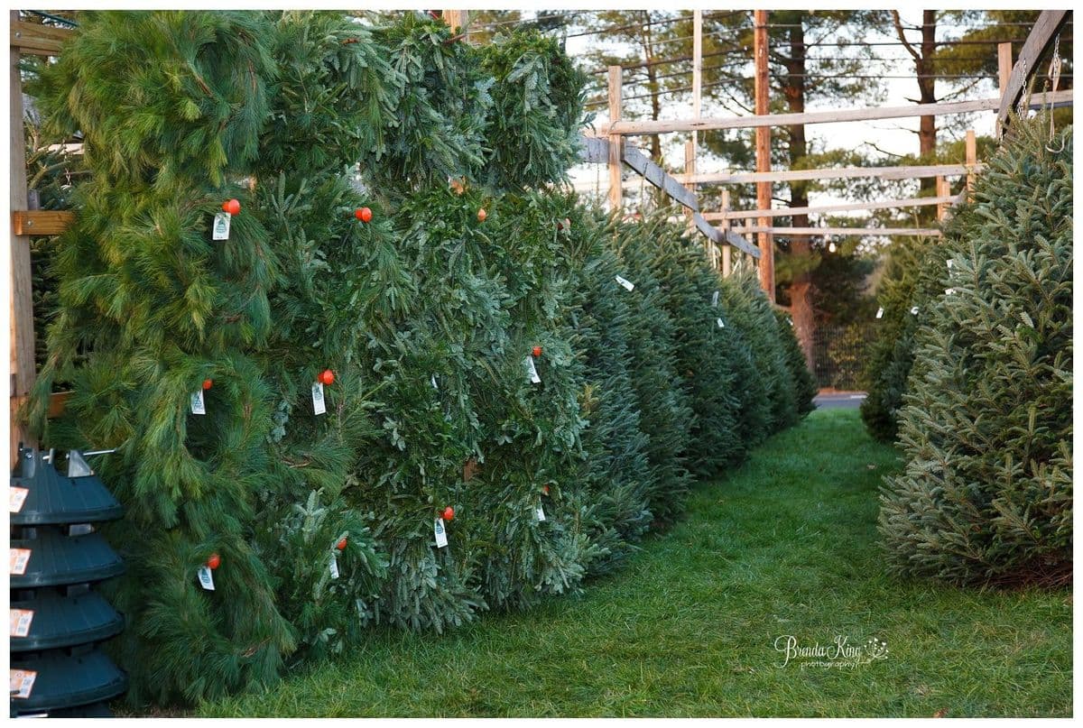 King's Christmas Trees
