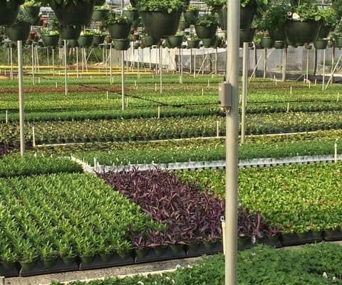 King's Greenhouse