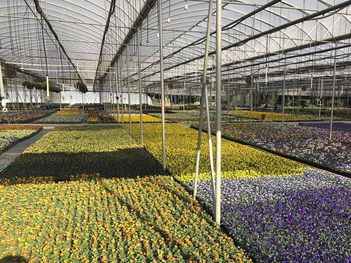 King's Greenhouse-Wholesale