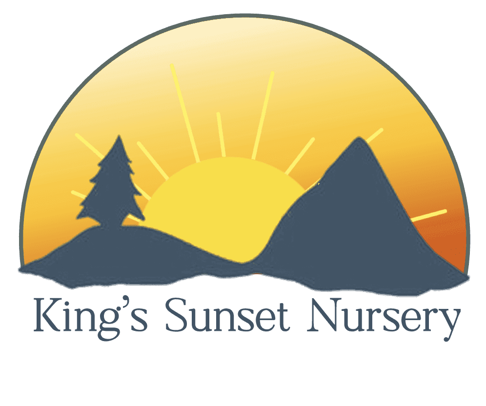 King's Sunset Nursery