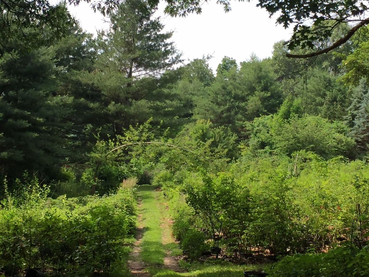 King's Tree Farm and Nursery