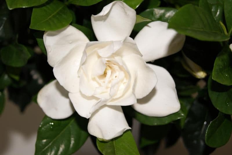 Kirkland Nurseries, LLC