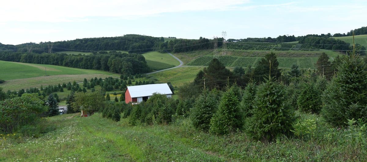 Kline's Tree Farm