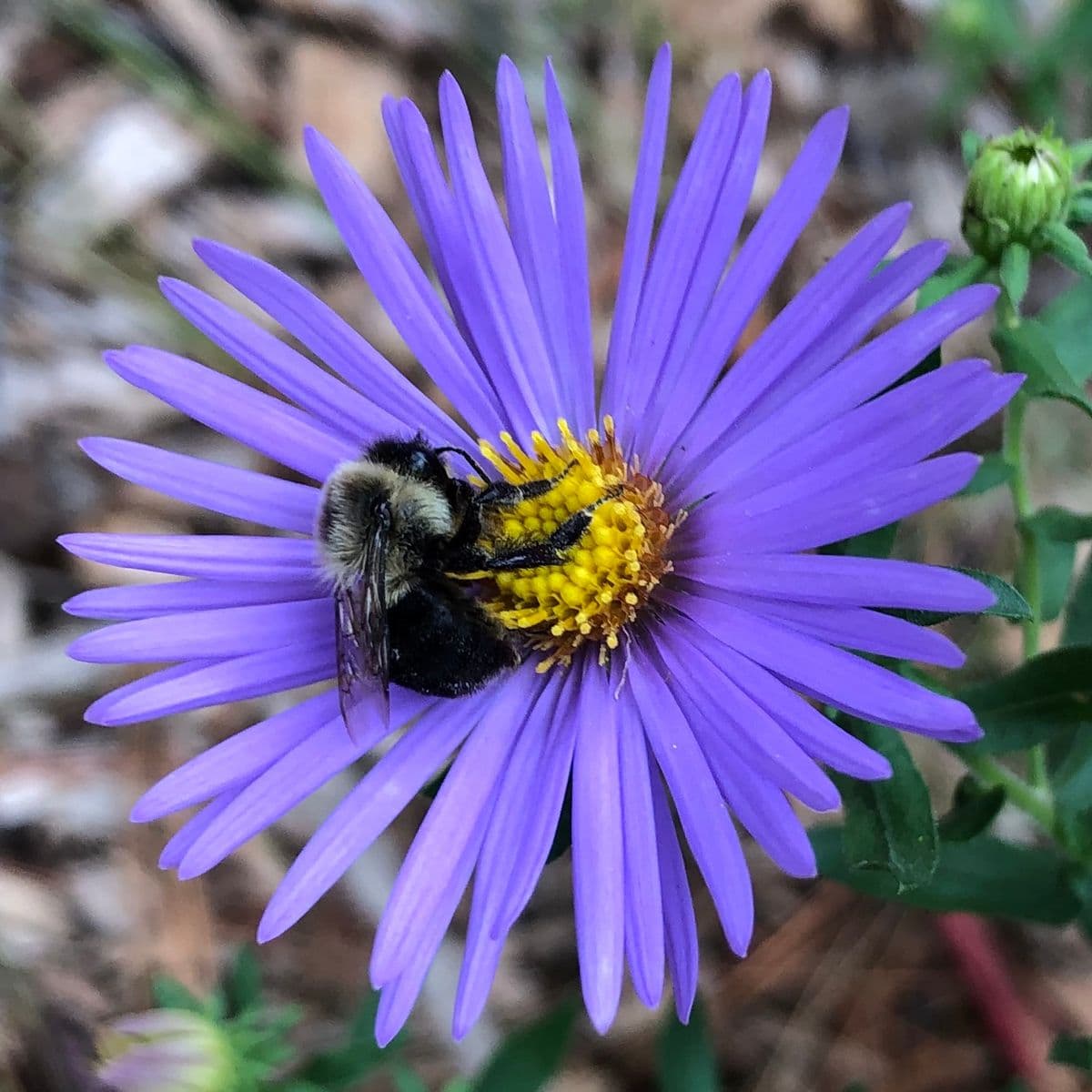 KMS Native Plants, LLC
