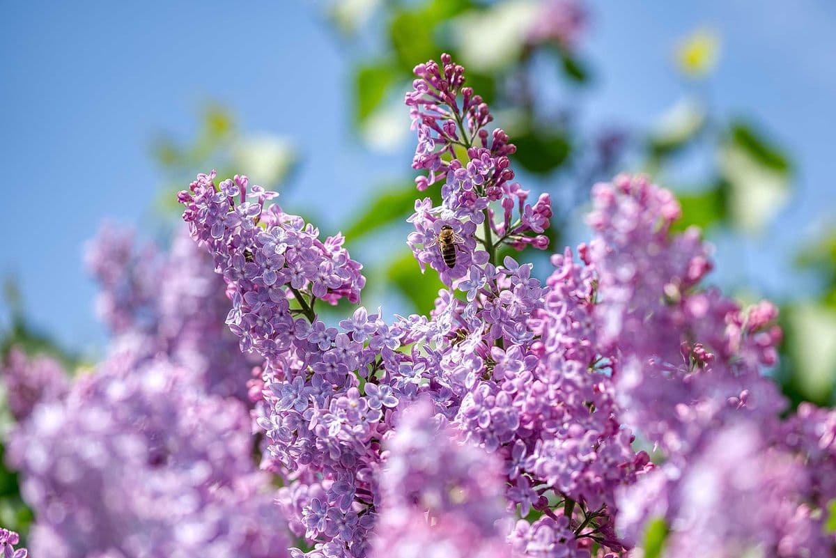 Knight Hollow Nursery Inc