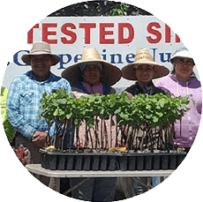 Knights Grapevine Nursery