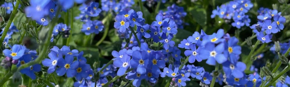 Knupper's Flower & Garden