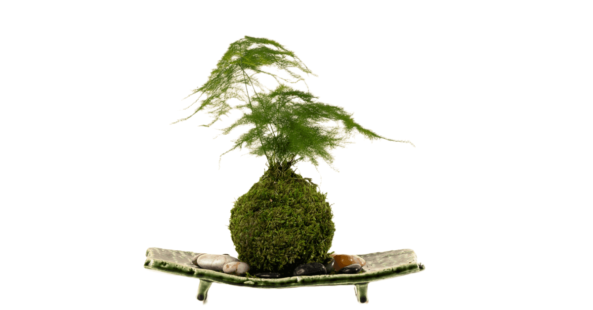 Kokedama by Kodama Forest