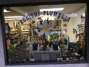 Konishi Plumeria
