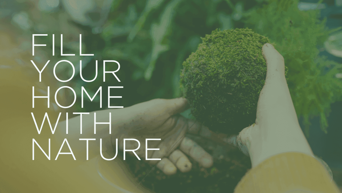 KUBODE Plants & Design