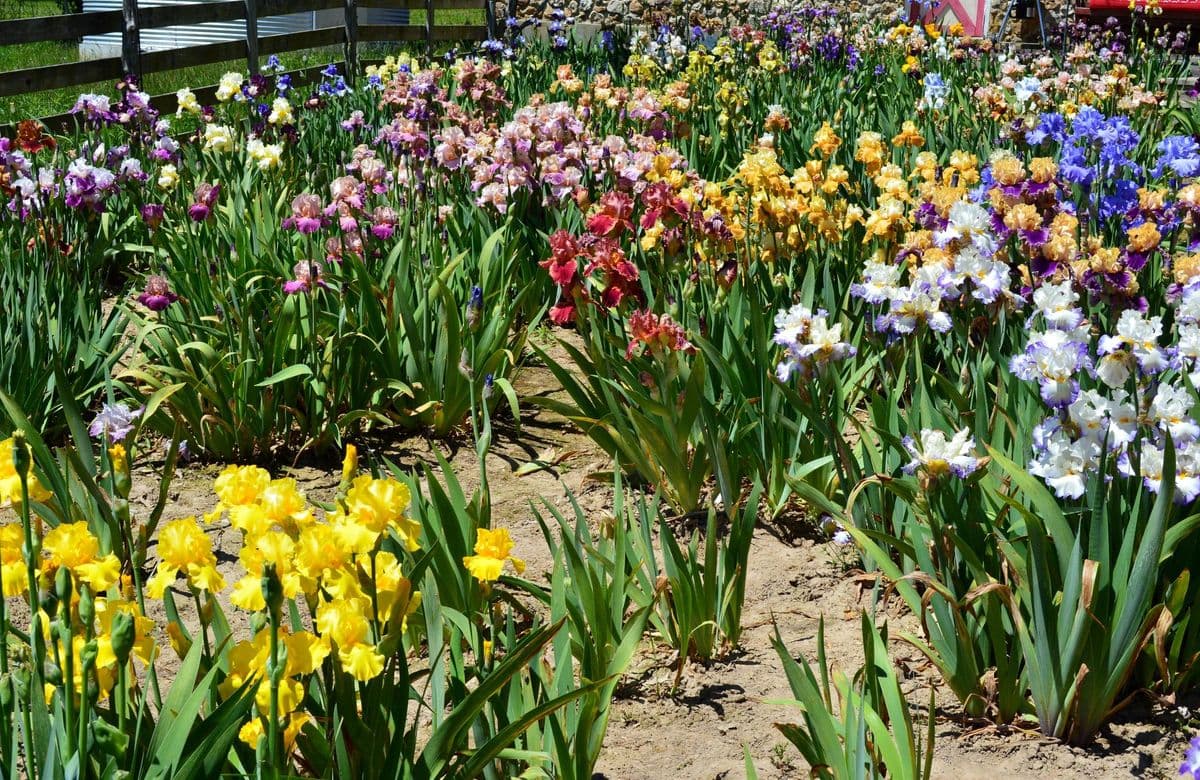 Laboube Iris Garden
