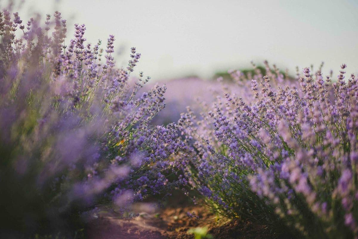 Lacamas Lavender Farm