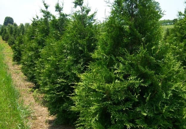 Lady Di Tree Farm