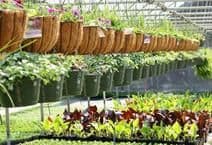 Lady Slipper Rare Plant Nursery