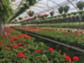 Lafollette Greenhouses & Farms