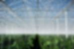 Lake Effect Nursery & Garden Center