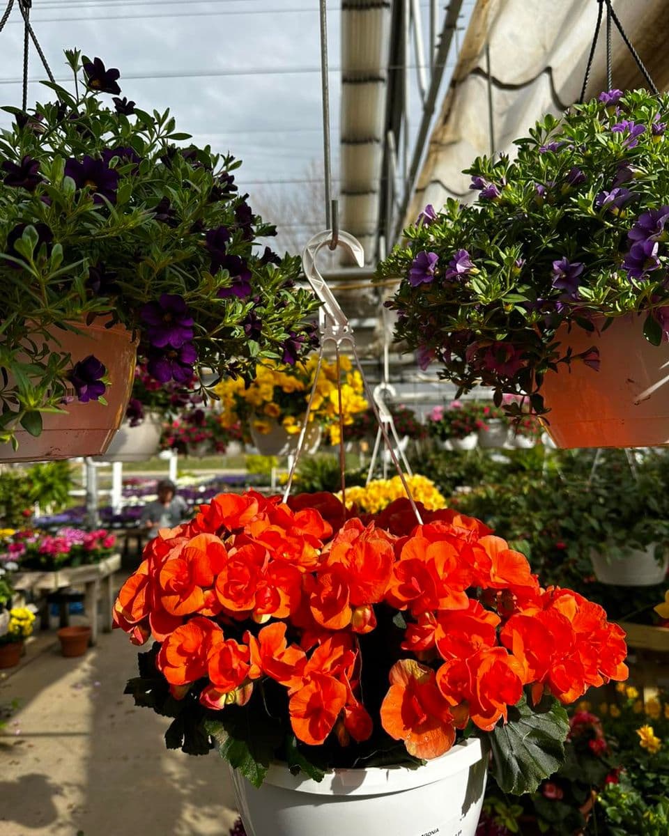 Lake Ridge Nursery, Inc.