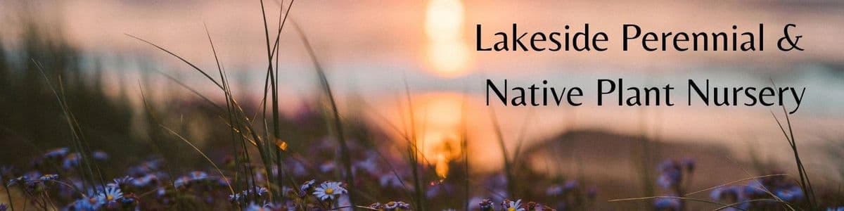 Lakeside Perennial and Native Plant Nursery