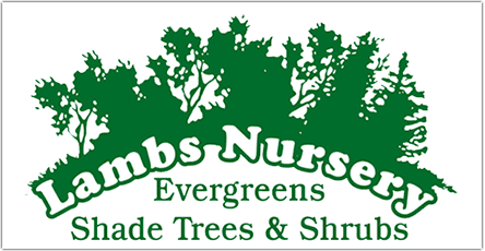 Lamb's Nursery