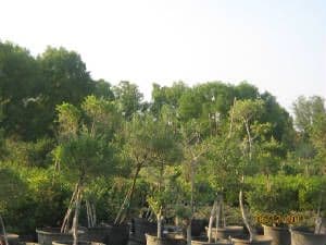 Landess Landscaping & Nursery