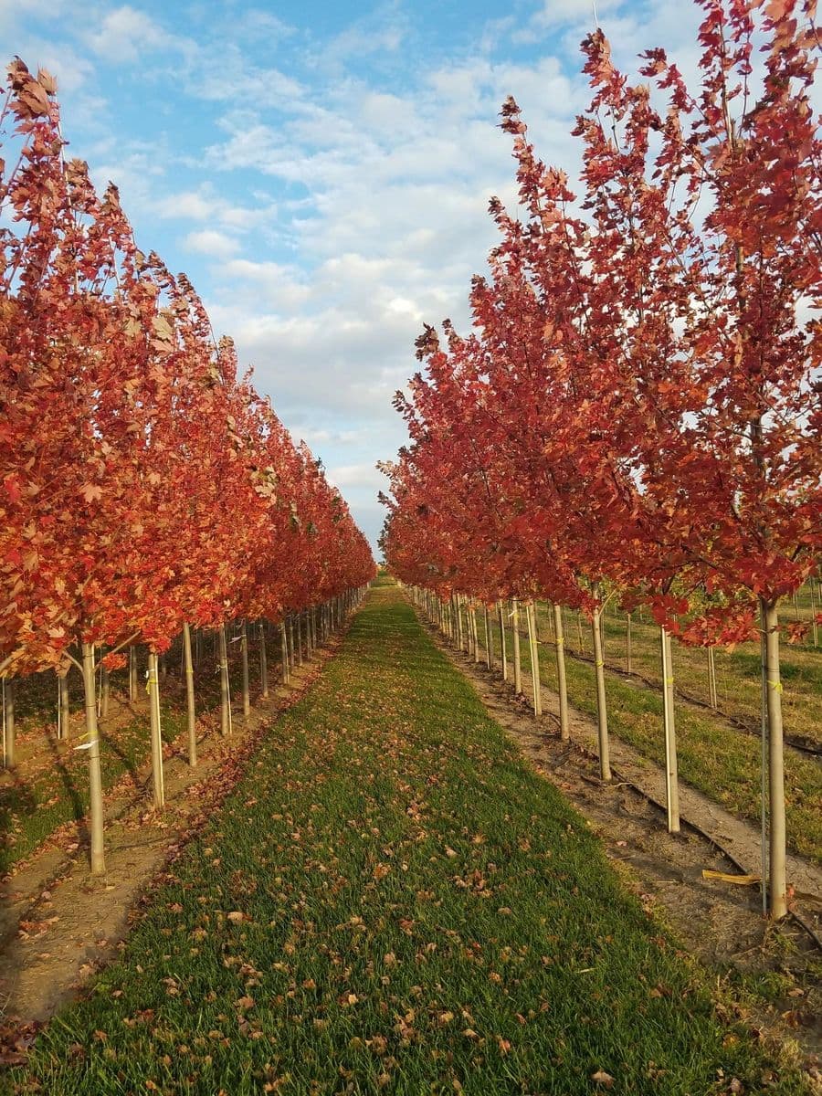 Lanes Wholesale Nursery