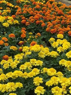 Larose Greenhouse & Nursery