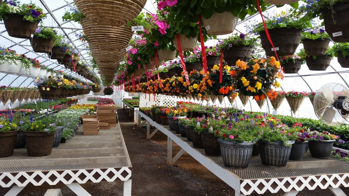 Larson's Pine Creek Greenhouses