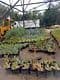 Las Palmas Nursery