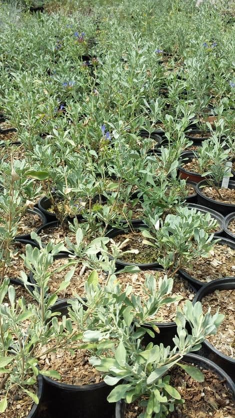 Las Pilitas Nursery