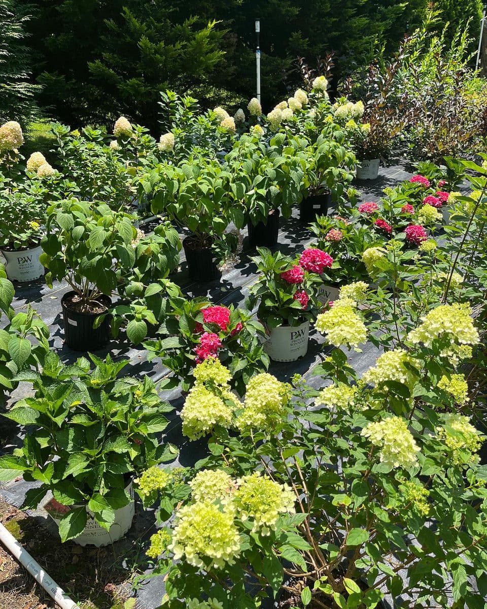 Late Bloomers Nursery & Landscaping