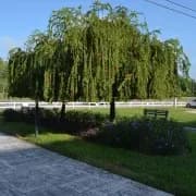 Laurel Oaks Nursery & Tree Farm