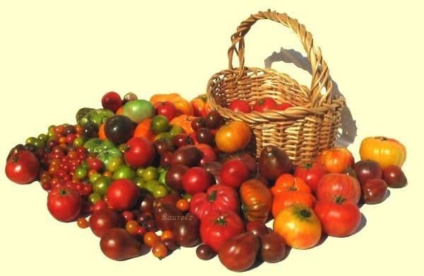 Laurel’s Heirloom Tomato Plants