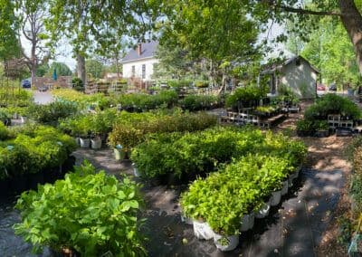 Laurens Garden