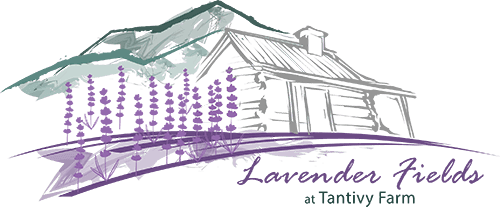 Lavender Fields at Tantivy Farm