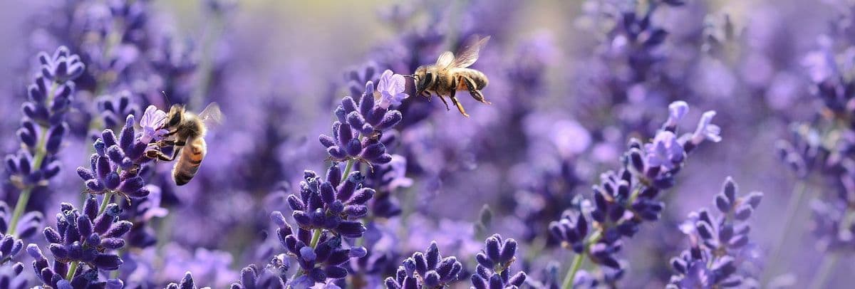 Lavender Passion Flower Farm