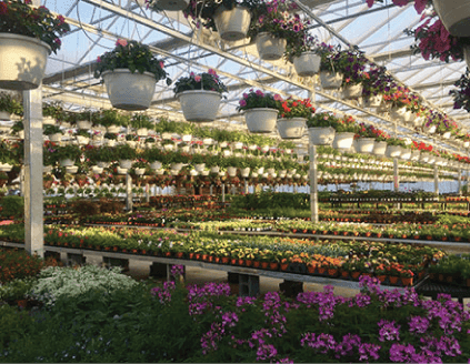 Lavocat's Family Greenhouse and Nursery