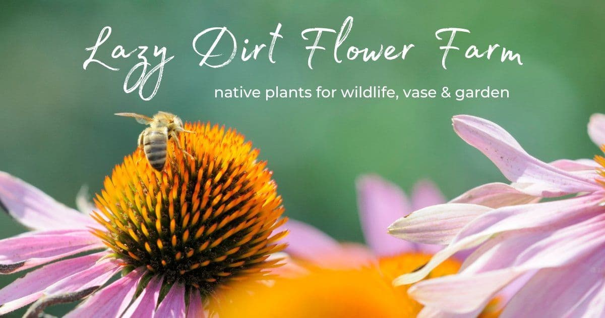 Lazy Dirt Wildflower Farm & Native Plant Nursery