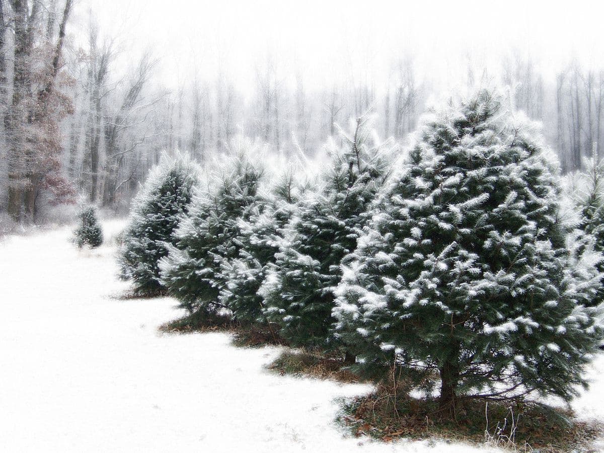 Lazy Susan Tree Farm