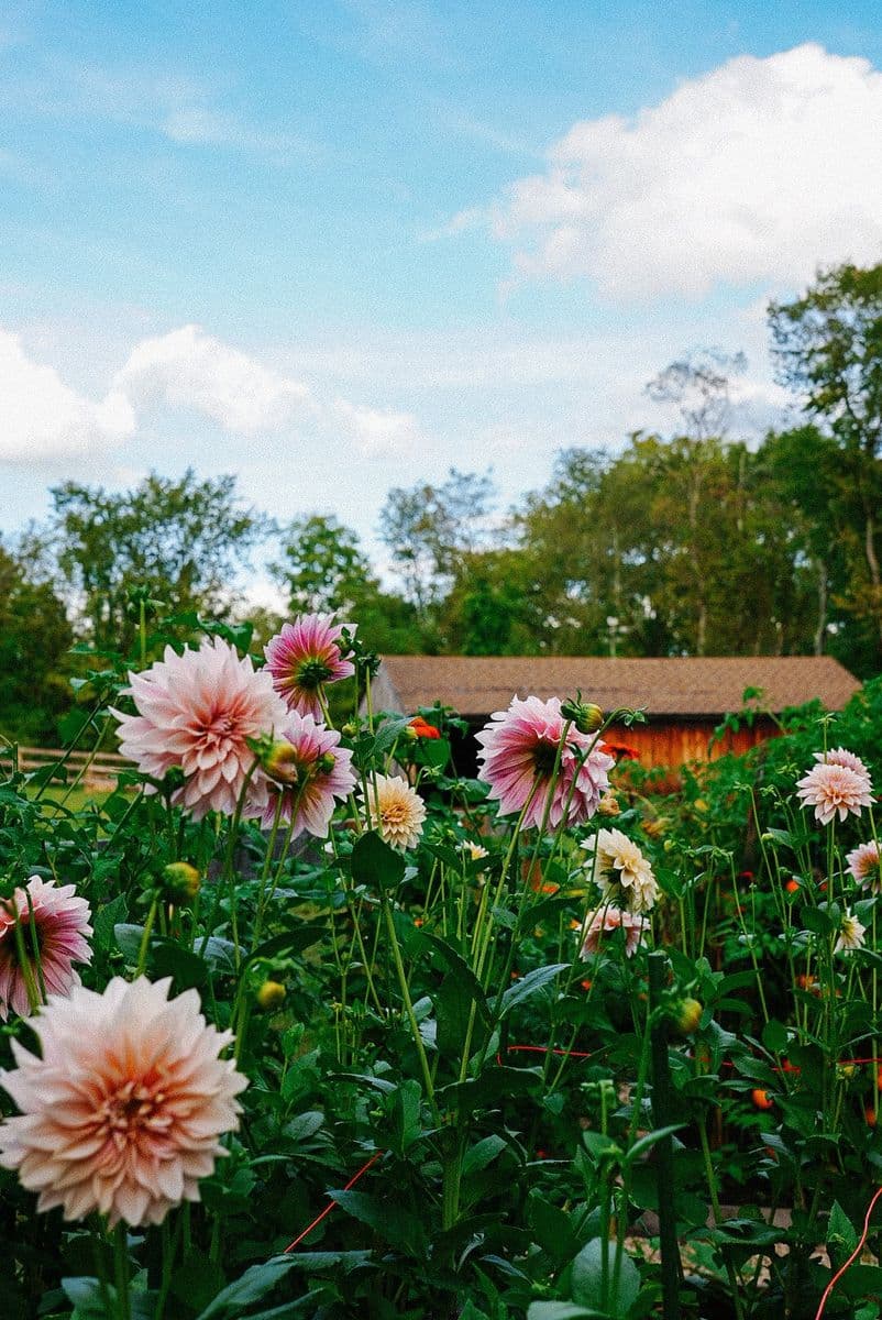 Le Jardin Flower Farm