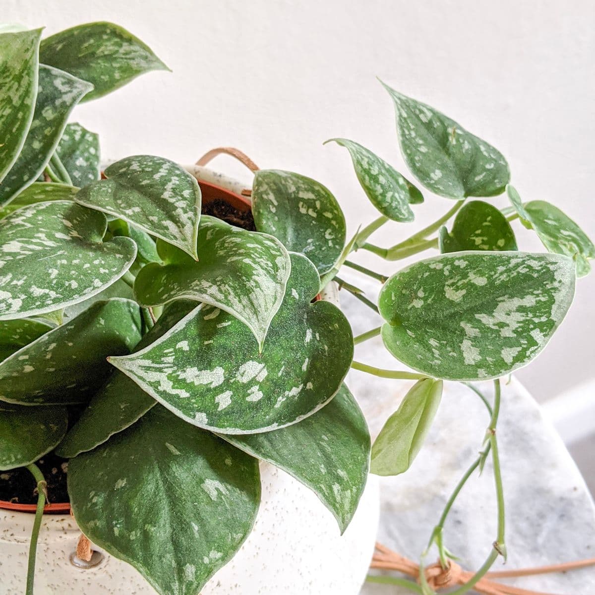 Leafy