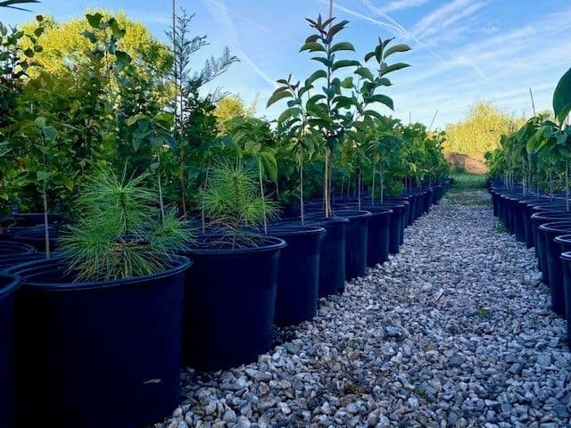 Leaves for Wildlife Native Plant Nursery