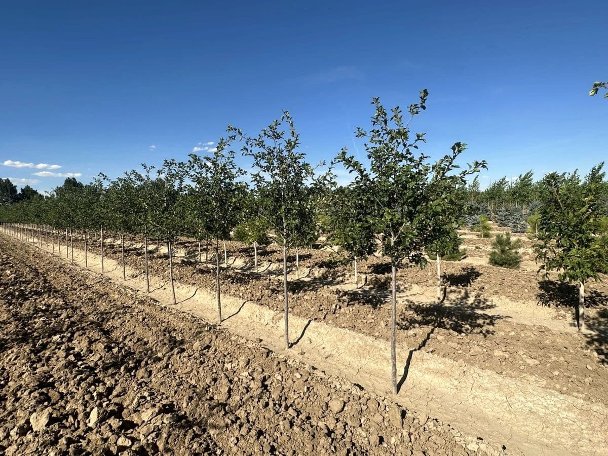 Legacy Trees, LLC