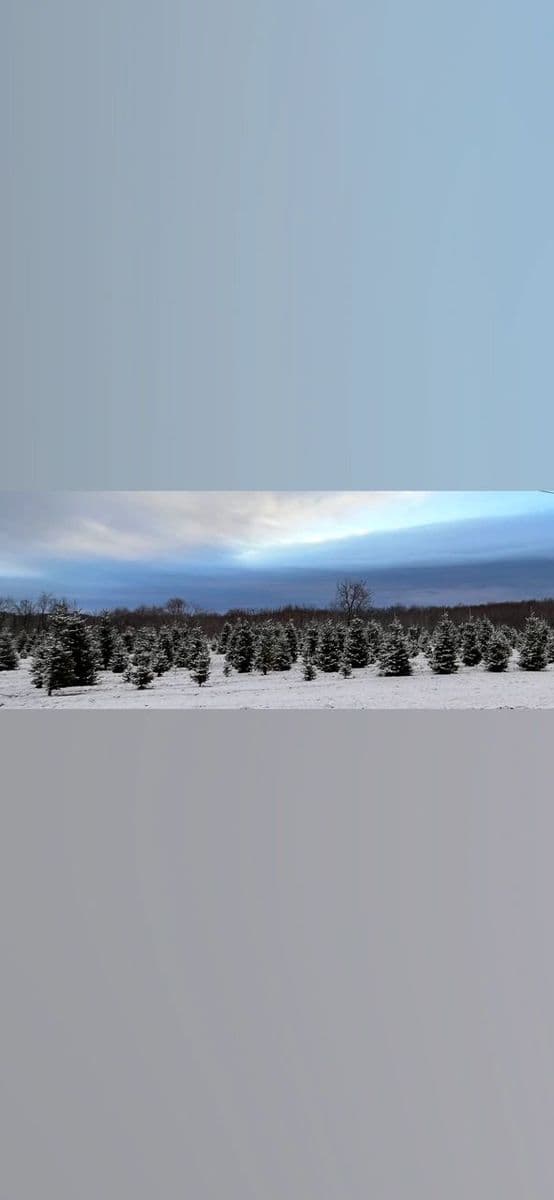 Lenhart's Tree Farm