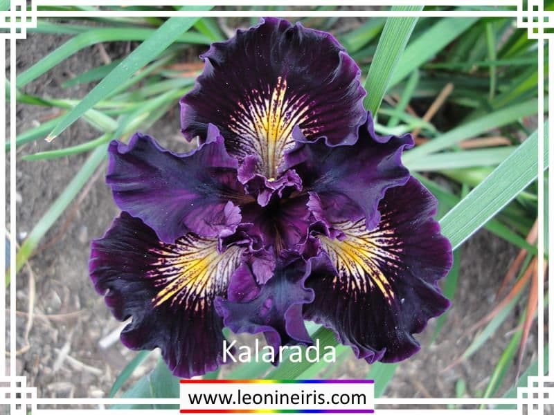 Leonine Iris