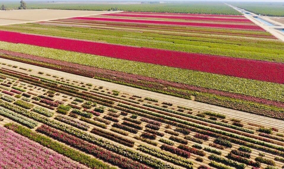 Lester Neufeld & Son; NeuHouse Farms