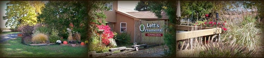 Lett's Ornamental Grasses & Nursery