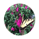 Lewis Nursery Inc