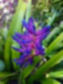 LiDonni Nursery & Landscape Inc.