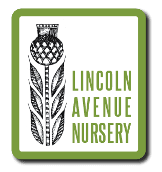 Lincoln Ave. Nursery