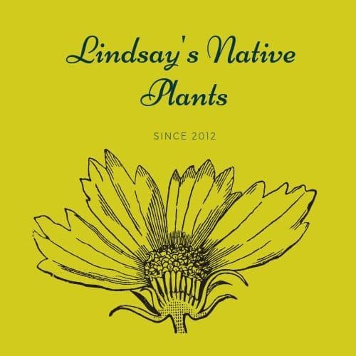 Lindsay's Native Plants